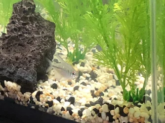 Tetra pic 1.webp