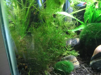 2.) Java Moss.webp