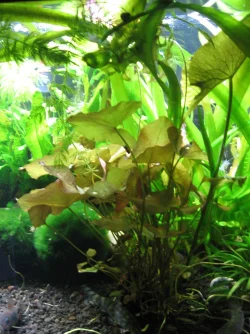 4.)  Water Lily.webp