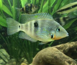 2AFF3CDD-8DEF-4FB1-9428-0D69BD33DFFC.jpeg 2AFF3CDD-8DEF-4FB1-9428-0D69BD33DFFC.jpeg