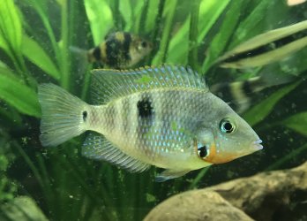 A2C258F5-055C-4616-BE32-97403EABBDDD.jpeg A2C258F5-055C-4616-BE32-97403EABBDDD.jpeg