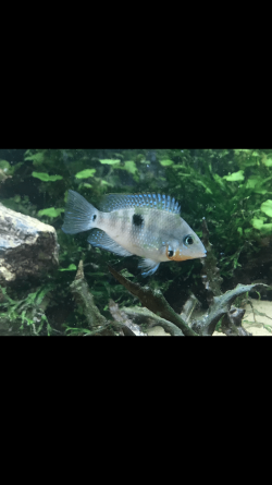 A9608E19-A739-486A-9992-F17313FF3738.png A9608E19-A739-486A-9992-F17313FF3738.png