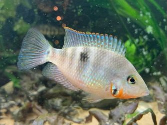 985795B2-5058-46C0-A090-16554881EC1C.jpeg 985795B2-5058-46C0-A090-16554881EC1C.jpeg