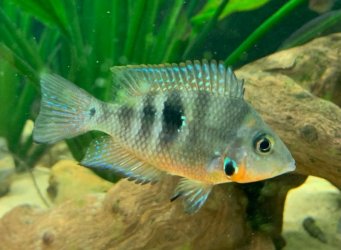 E6AA7208-9158-46A3-ADB2-95174CD29376.jpeg E6AA7208-9158-46A3-ADB2-95174CD29376.jpeg