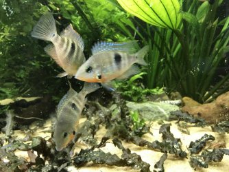 7BAB744F-46FE-4335-87D1-4C2F39BC7D03.jpeg 7BAB744F-46FE-4335-87D1-4C2F39BC7D03.jpeg