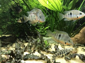 10A4A0C4-D628-47BE-8287-7D85C18586BA.jpeg 10A4A0C4-D628-47BE-8287-7D85C18586BA.jpeg