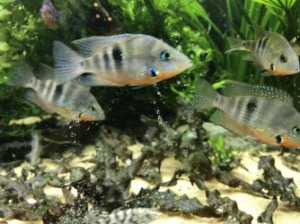 3FA9E044-201C-41F0-A4D2-E3DC599743D1.jpeg 3FA9E044-201C-41F0-A4D2-E3DC599743D1.jpeg