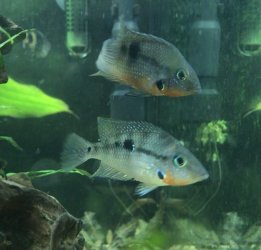 07399FE8-3F7C-47FD-9339-E33435039863.jpeg 07399FE8-3F7C-47FD-9339-E33435039863.jpeg