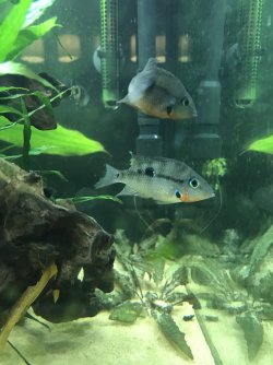 271F16D4-3975-4D22-BD0C-50BD390FE1BC.jpeg 271F16D4-3975-4D22-BD0C-50BD390FE1BC.jpeg