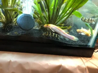 Dojos and Loach Crowd.webp