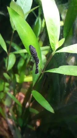 Pleco.webp