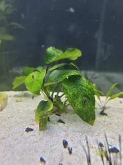 Anubias black leaves.webp