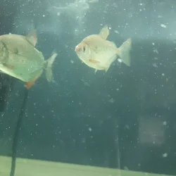 VideoCapture_20210105-122439.webp