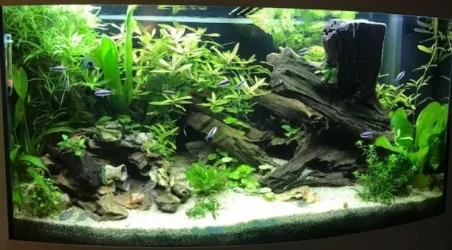 cyano+ccerf.webp