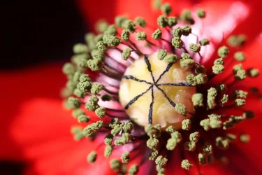 Poppy.webp