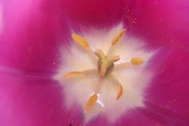 Tulip 3.webp