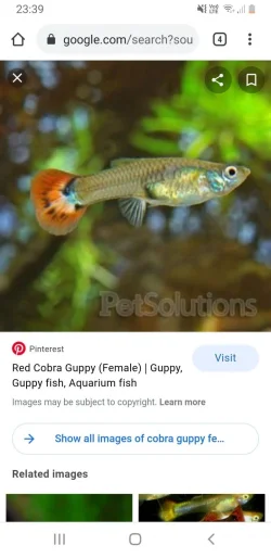 Screenshot_20210109-233949_Chrome.webp