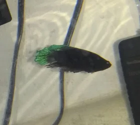 betta 1-12-21.webp
