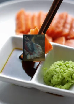 Sushi Max meal.webp