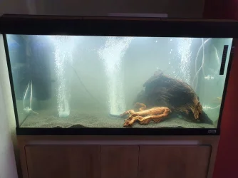 tank pic 1.webp