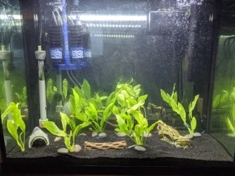 Fishtank.webp