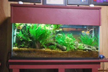 55g aquaium 1-19-2021.webp