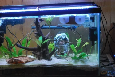 29g aquarium 1-19-21.webp