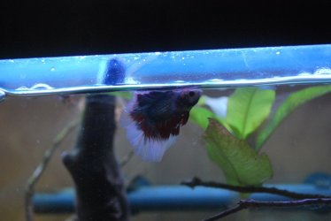 Betta Max up close 1-19-21.jpg