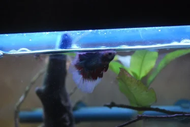 Betta Max up close 1-19-21.webp