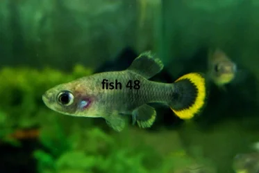 32.webp