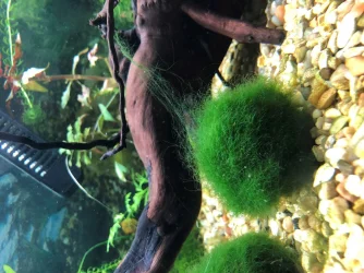 Algae 1.webp