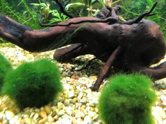 Algae 2.webp