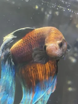 EECEF1AE-D100-43FF-8963-6234397B781F.webp