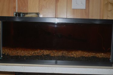 20 gallon long dark water.jpg 20 gallon long dark water.jpg