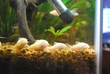 Cories' Wihiskers image 1.webp