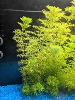 limnophila.webp