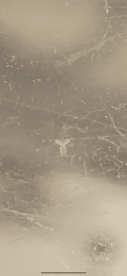 IMG-6251.PNG IMG-6251.PNG