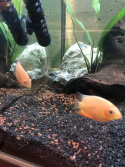 Severums.webp