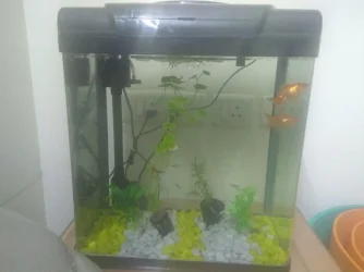 tank2.webp
