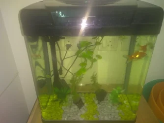 tank1.webp