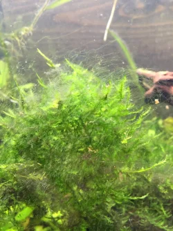 java moss algae.webp