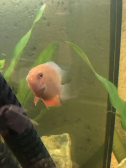 Severum 1.webp