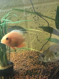Severum and acara.webp