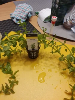 Bacopa Amplexicaulis - Feb 21.webp