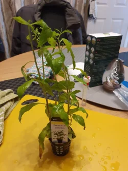 Penthorum Sedoides - feb 21.webp