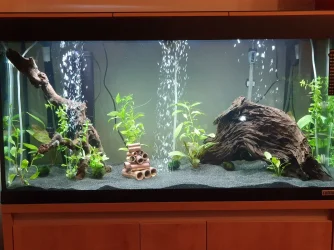 Planted tank (1) 13th Feb 2021.webp