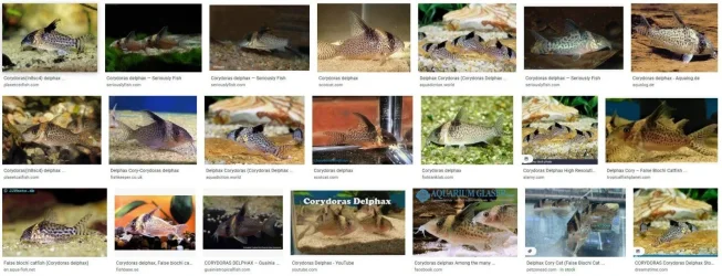 cory comparison.webp cory comparison.webp