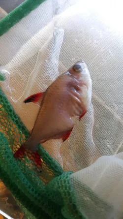 Rosy Tetra 2_19_21.webp