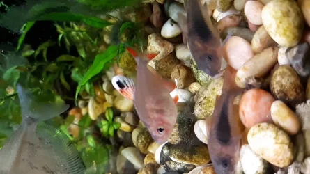 Rosy Tetra.webp