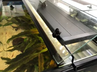 Nerite.webp